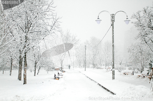 Image of Park with Trees covered with Snow