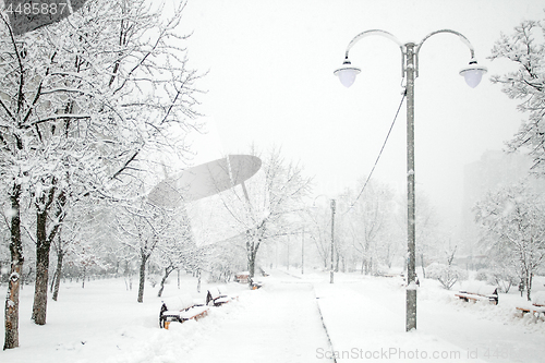 Image of Park with Trees covered with Snow