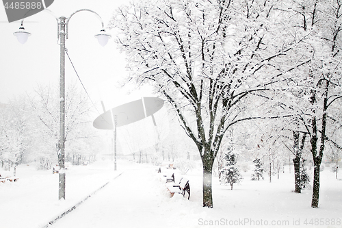 Image of Park with Trees covered with Snow