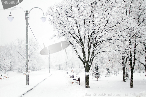 Image of Park with Trees covered with Snow