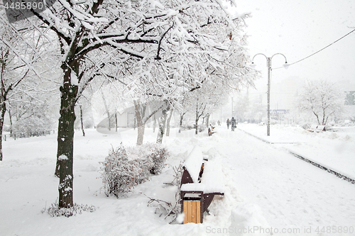 Image of Park with Trees covered with Snow