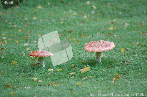 Image of Mushroom