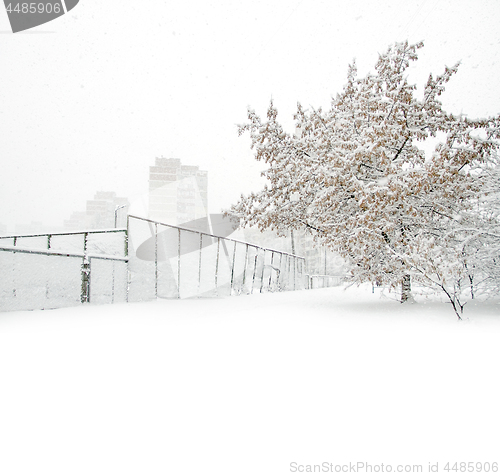 Image of Park with Trees covered with Snow