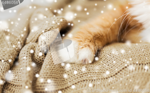 Image of close up of red cat paw on blanket over snow