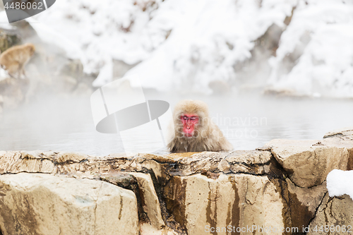 Image of japanese macaque or snow monkey in hot spring