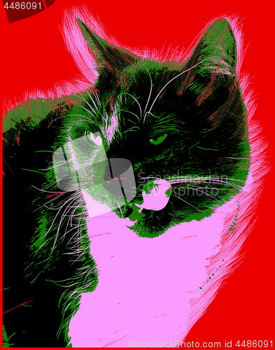 Image of Picture with cat over red background