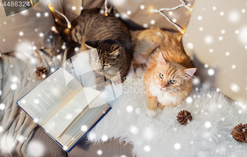 Image of two cats lying on sofa with book at home