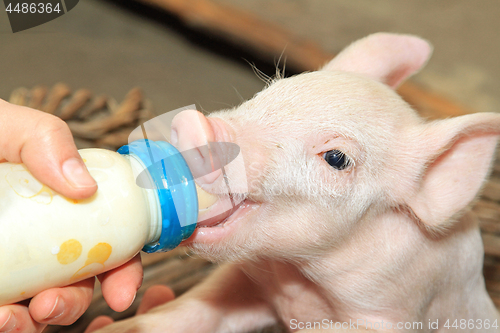 Image of Bottle Feed Piglet