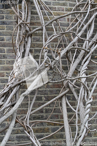 Image of Wall Clambering Tree