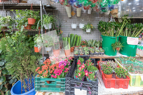 Image of Plants Shop