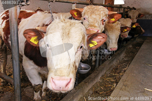 Image of Cows in pen