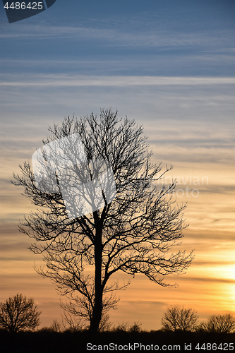 Image of Lone tree silhouette by twilight