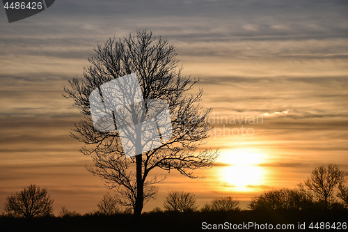 Image of Bare tree silhouette