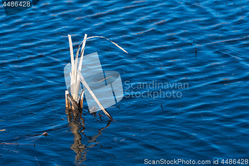 Image of Dry plant in blue water