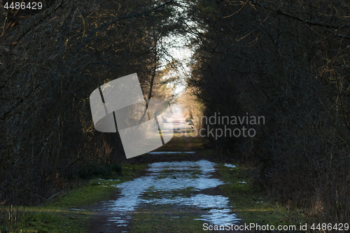 Image of Melting snow on a country road