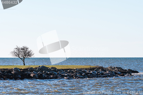 Image of Lone tree by the coast