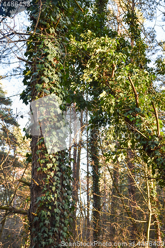 Image of Tree trunks covered of ivy plants