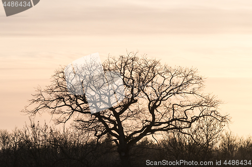 Image of Wide oak tree silhouette