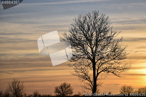 Image of Big bare tree silhouette by sunset