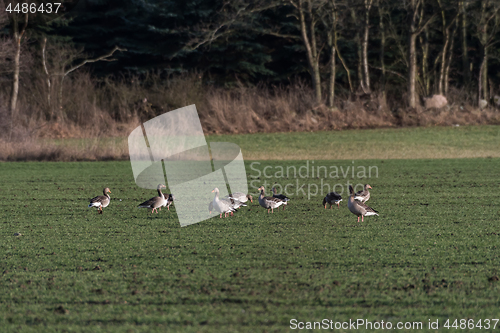 Image of Wild geese grazing in a field