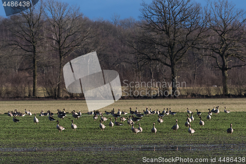 Image of Geese feeding in a field