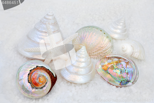 Image of Seashells on Sea Salt