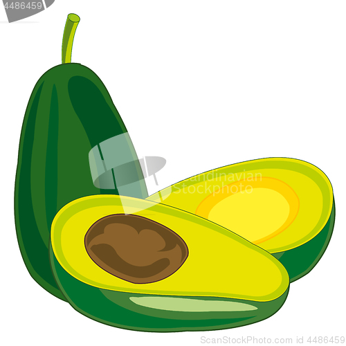 Image of Fruit tree avocado on white background is insulated