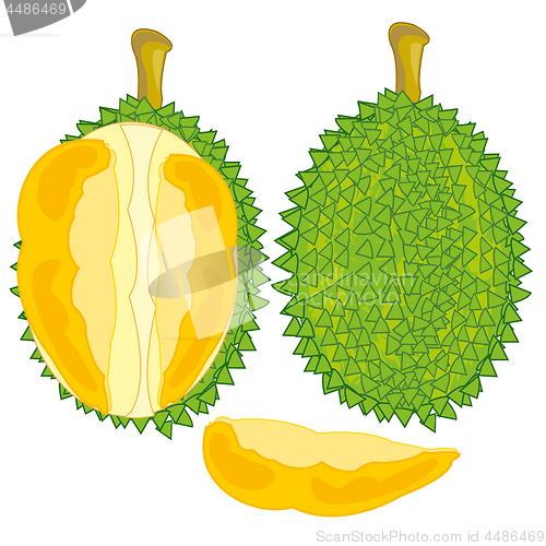 Image of Fruit durian on white background is insulated