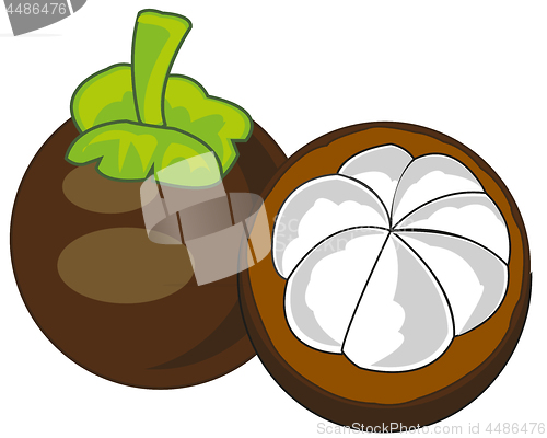 Image of Exotic fruit mangosteen on white background is insulated