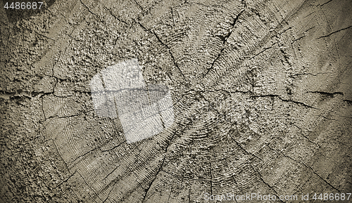 Image of Natural wooden texture with rings and cracks pattern