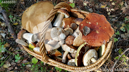 Image of Basket with edible mushrooms