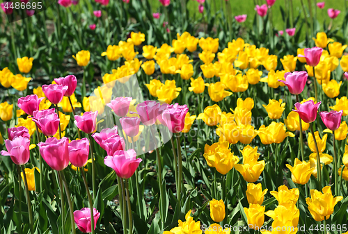 Image of Beautiful bright colorful tulips