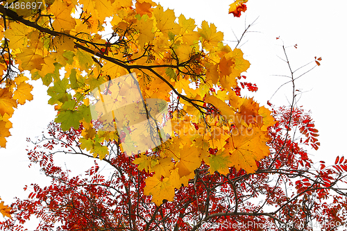 Image of Branches of autumn trees