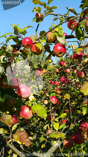 Image of Branches of an apple-tree with ripe red apples