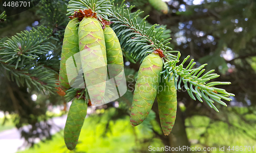 Image of Branch of coniferous tree with young green cones