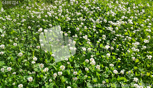 Image of Clover on a summer meadow