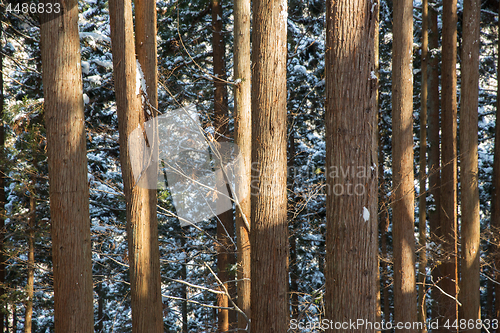 Image of winter forest in japan