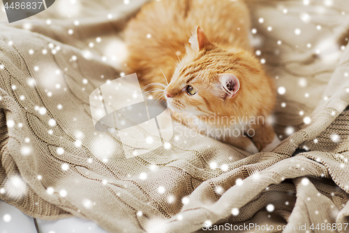 Image of red tabby cat lying on blanket at home in winter