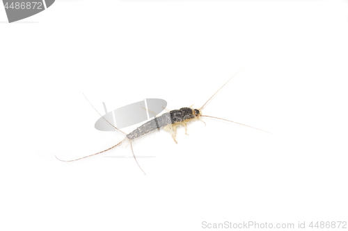 Image of Long tailed gray silverfish