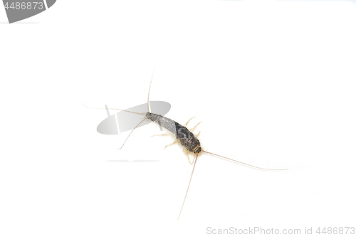 Image of Long tailed gray silverfish