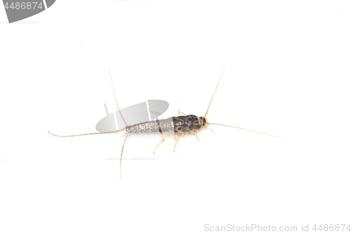 Image of Long tailed gray silverfish