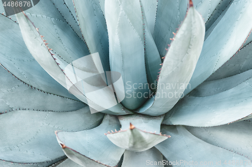 Image of Blue agave leaves