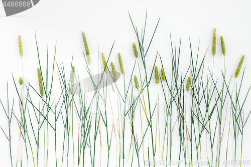 Image of Close-up of Timothy grass on white background