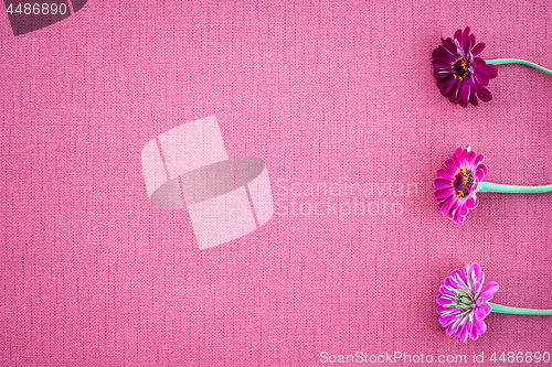 Image of Magenta colored zinnias on pink canvas with copy space