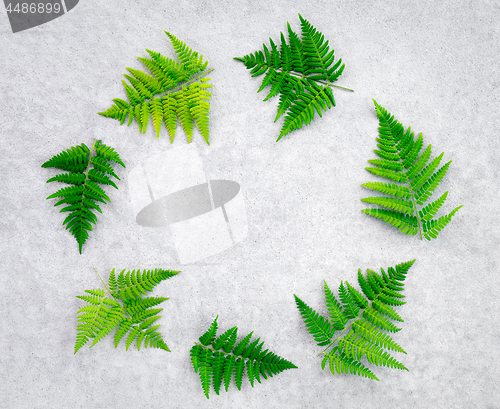 Image of Wild forest fern frame on concrete background