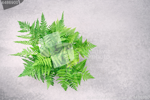 Image of Wild forest fern on concrete background