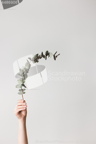 Image of Hand holding an eucalyptus branch