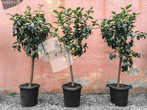 Image of Lemon trees on pink wall background