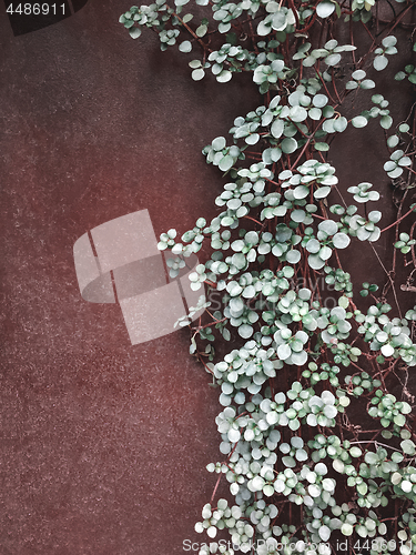 Image of Plant climbing against a rusty metal wall