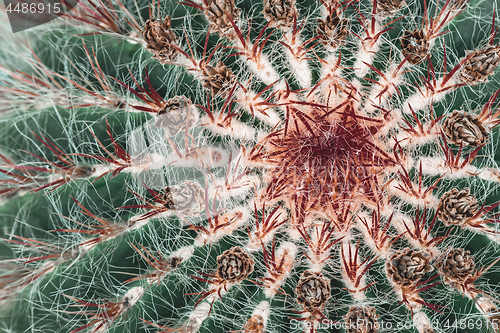 Image of Green cactus with dark red spines